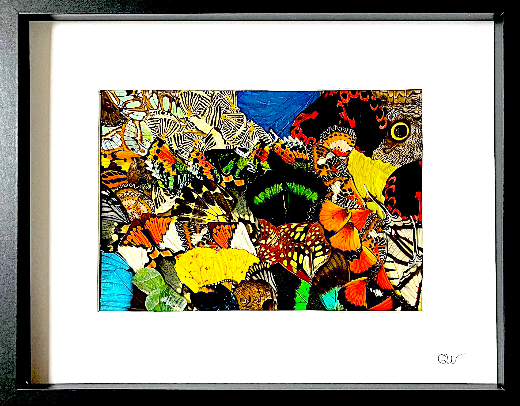 Cadre | Papillon