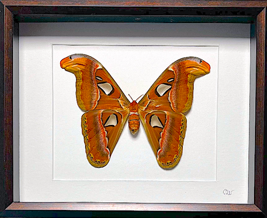 Cadre | Papillon