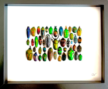 Cadre | Insectes