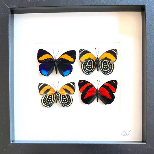 Cadre | Papillon