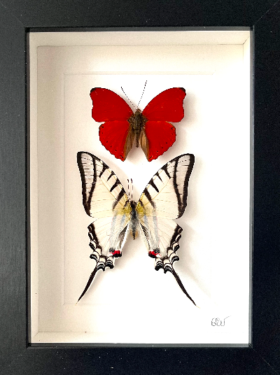 Cadre | Papillon