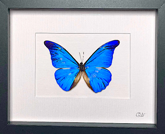 Cadre | Papillon