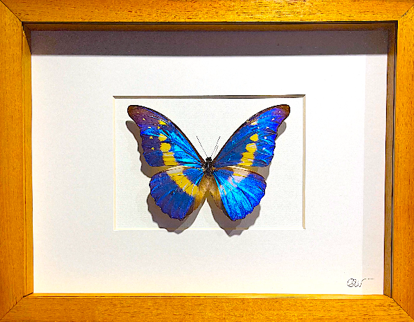 Cadre | Papillon