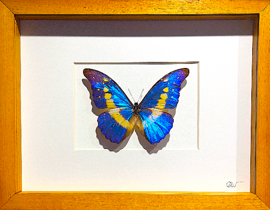 Cadre | Papillon