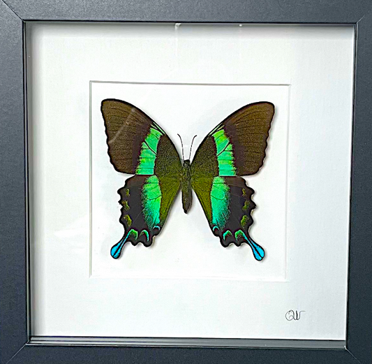Cadre | Papillon